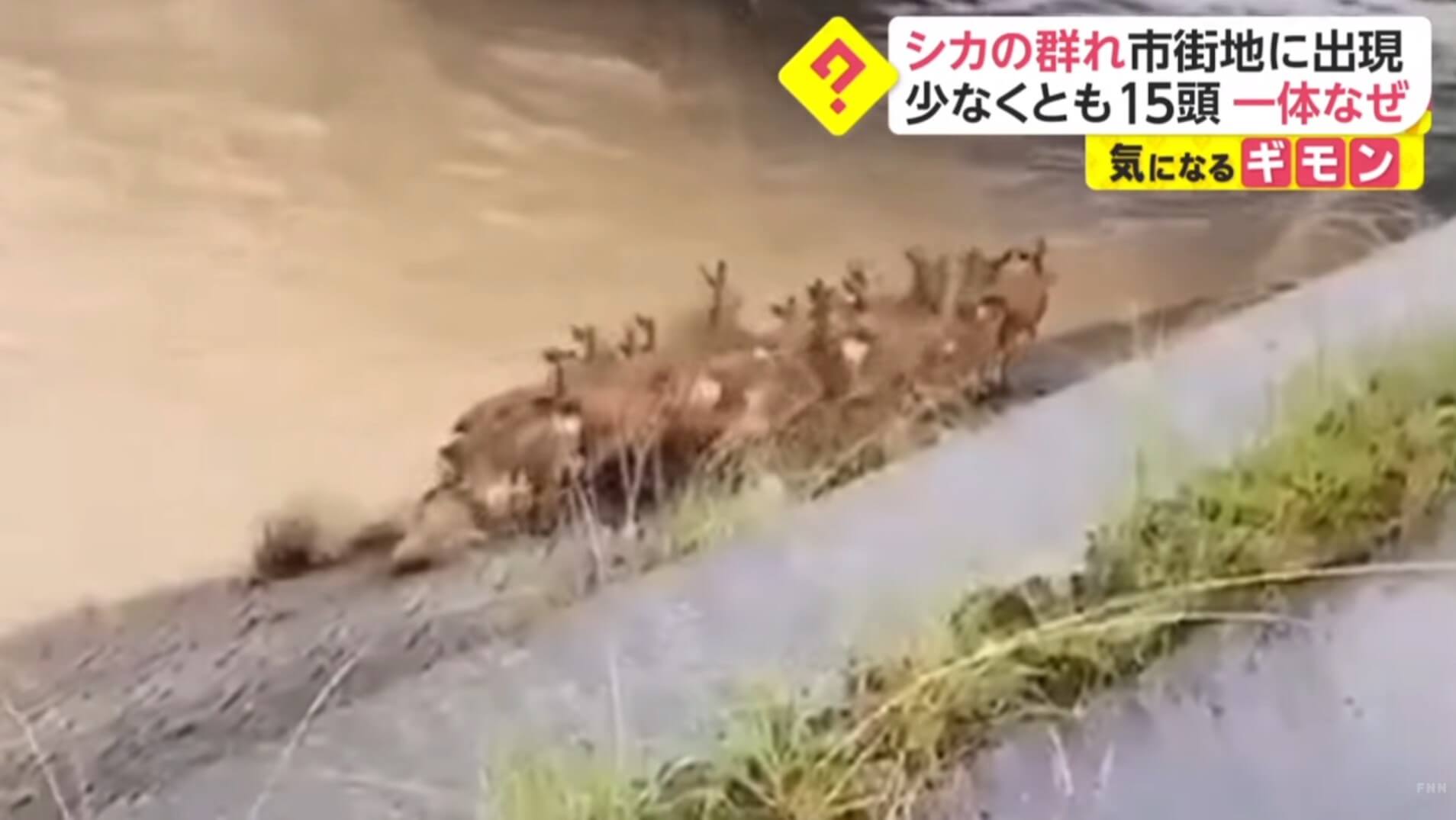 Rebanho de cervos aparece ilhada em Hiroshima após fortes chuvas