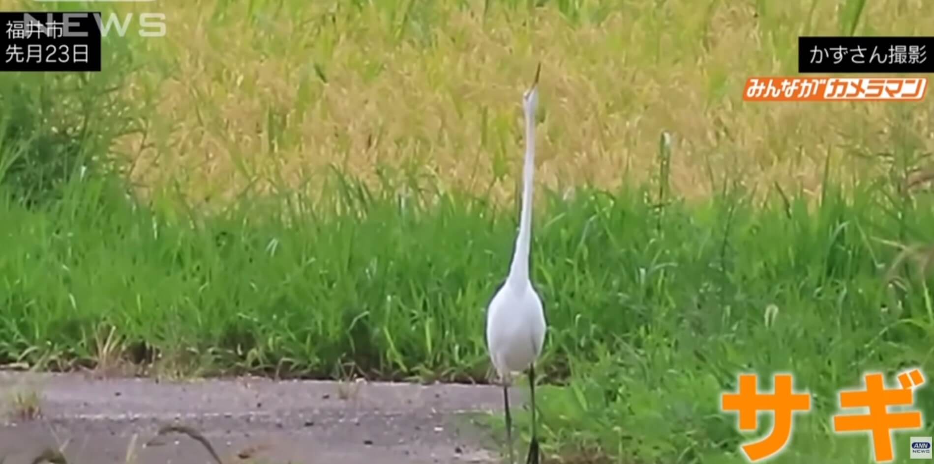 Garça dançarina é flagrada no Japão