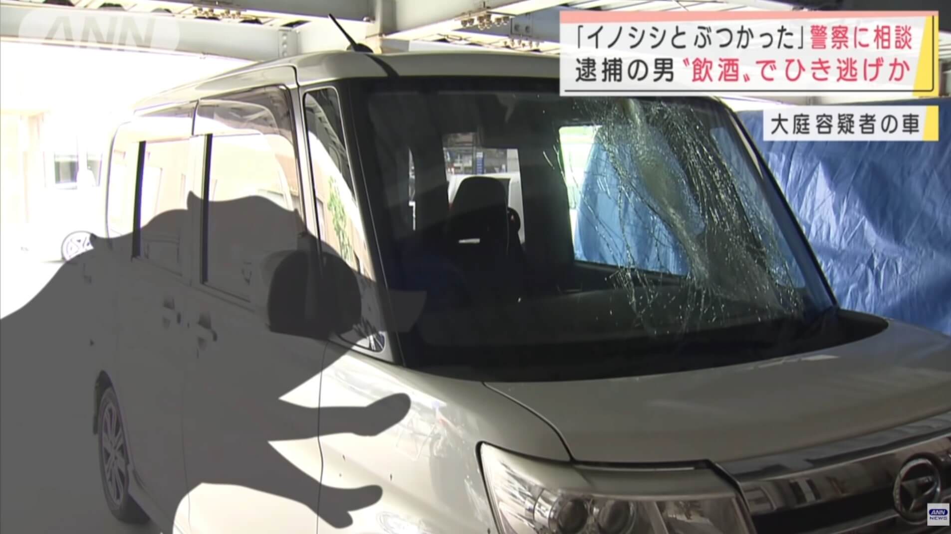 Japonês bêbado atropela “javali” e diz que não estava bebendo
