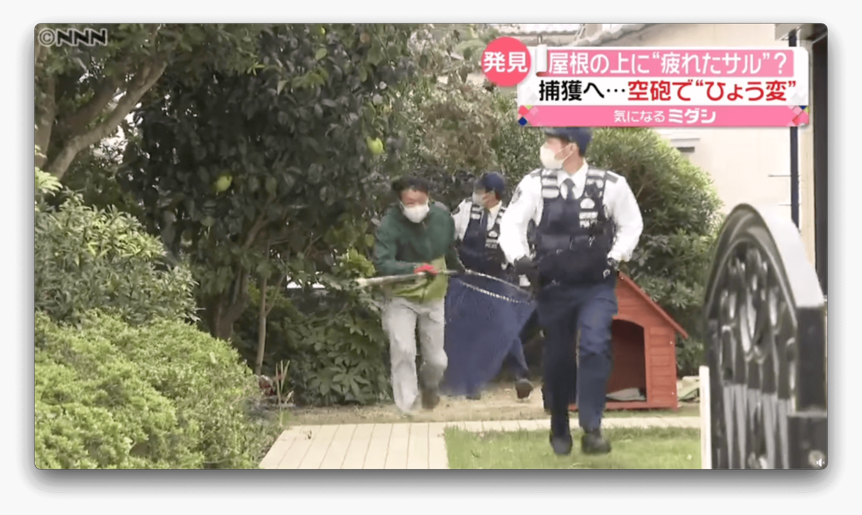 Operação de captura de macaco travesso falha em cidade no Japão