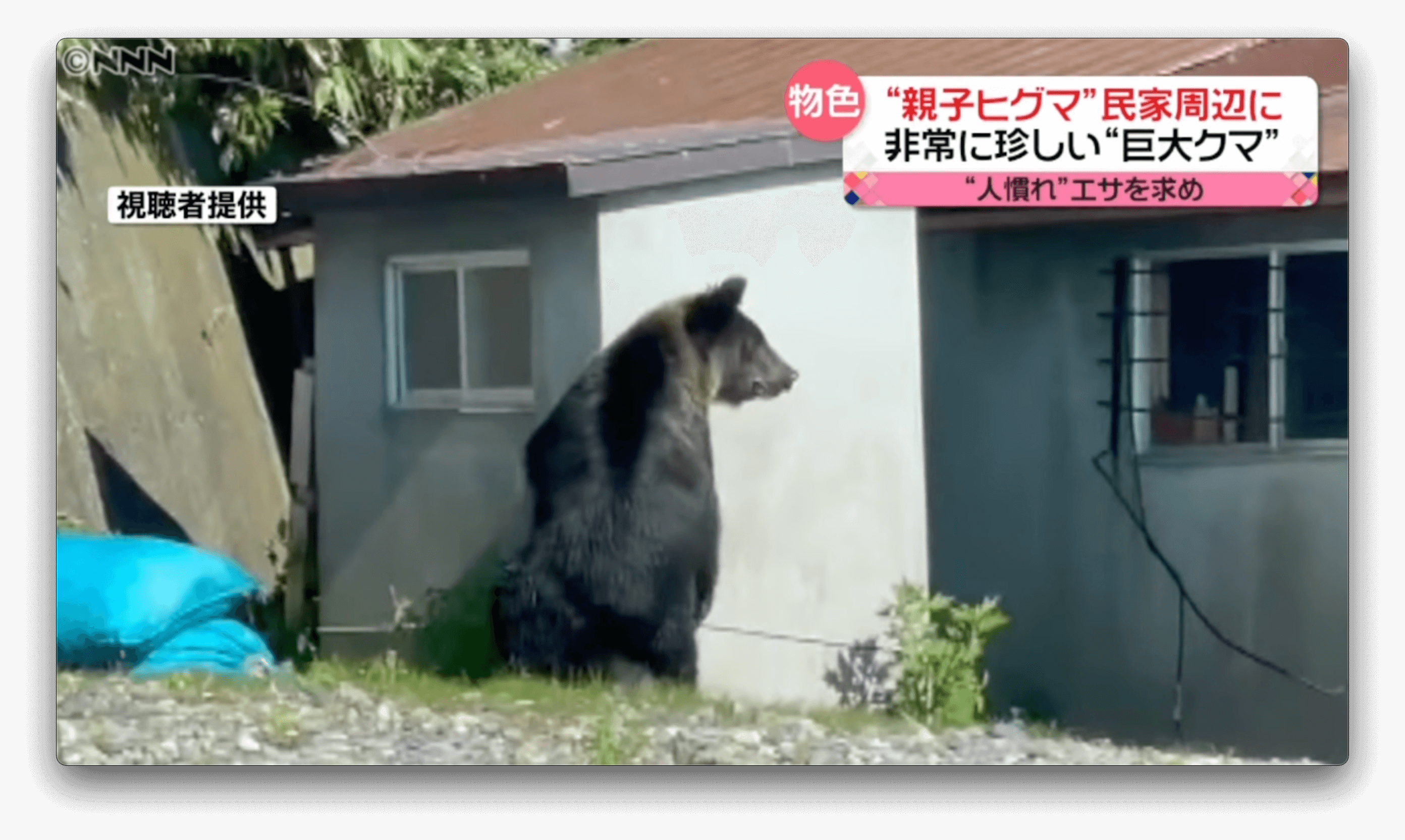 Mãe e filhote urso passeiam calmamente em cidade ao norte do Japão