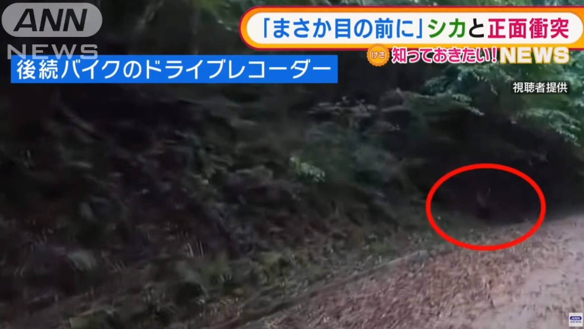 Motocicleta colide com um cervo em montanha do Japão