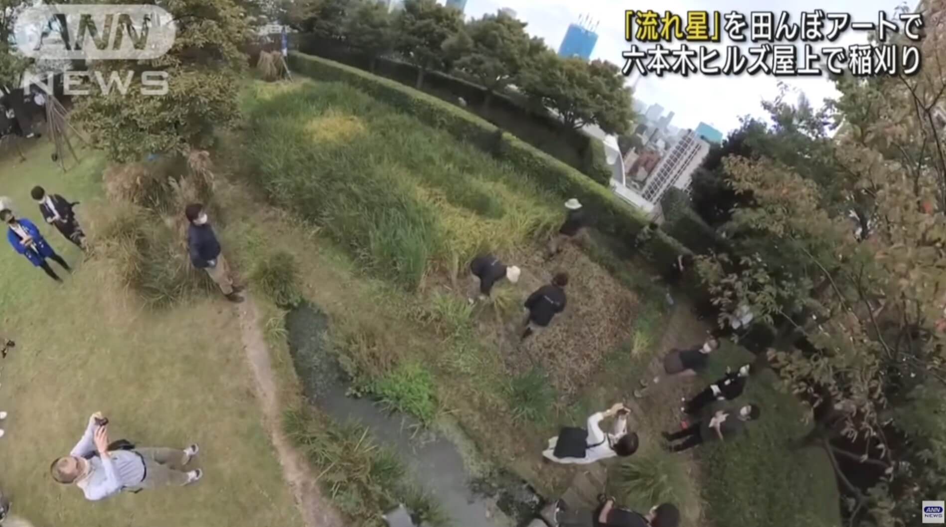 Colheita anual de arroz ocorre em Roppongi