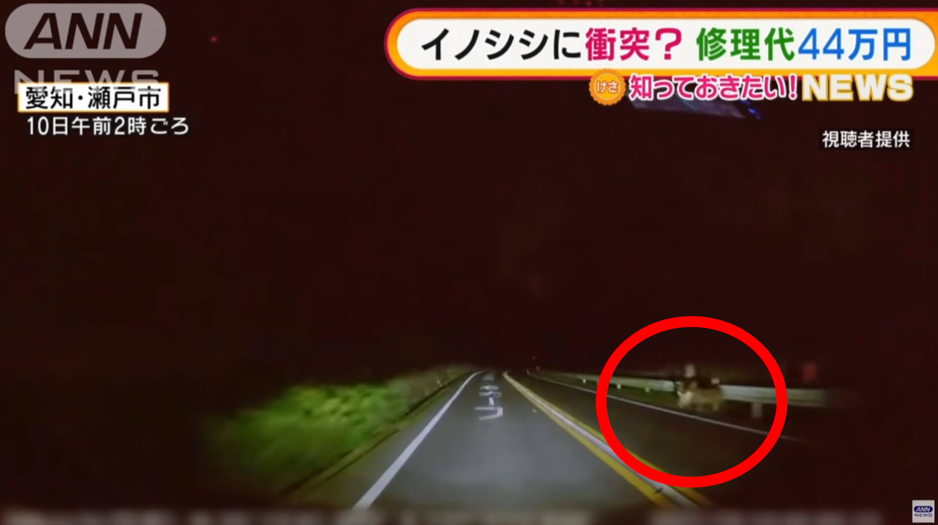 Javali bate em carro e assusta motorista