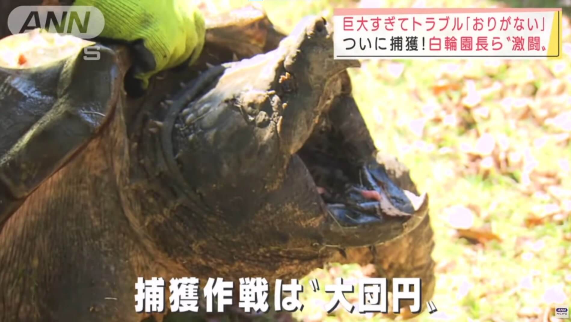 Tartaruga-aligátor é capturada em lago do Japão