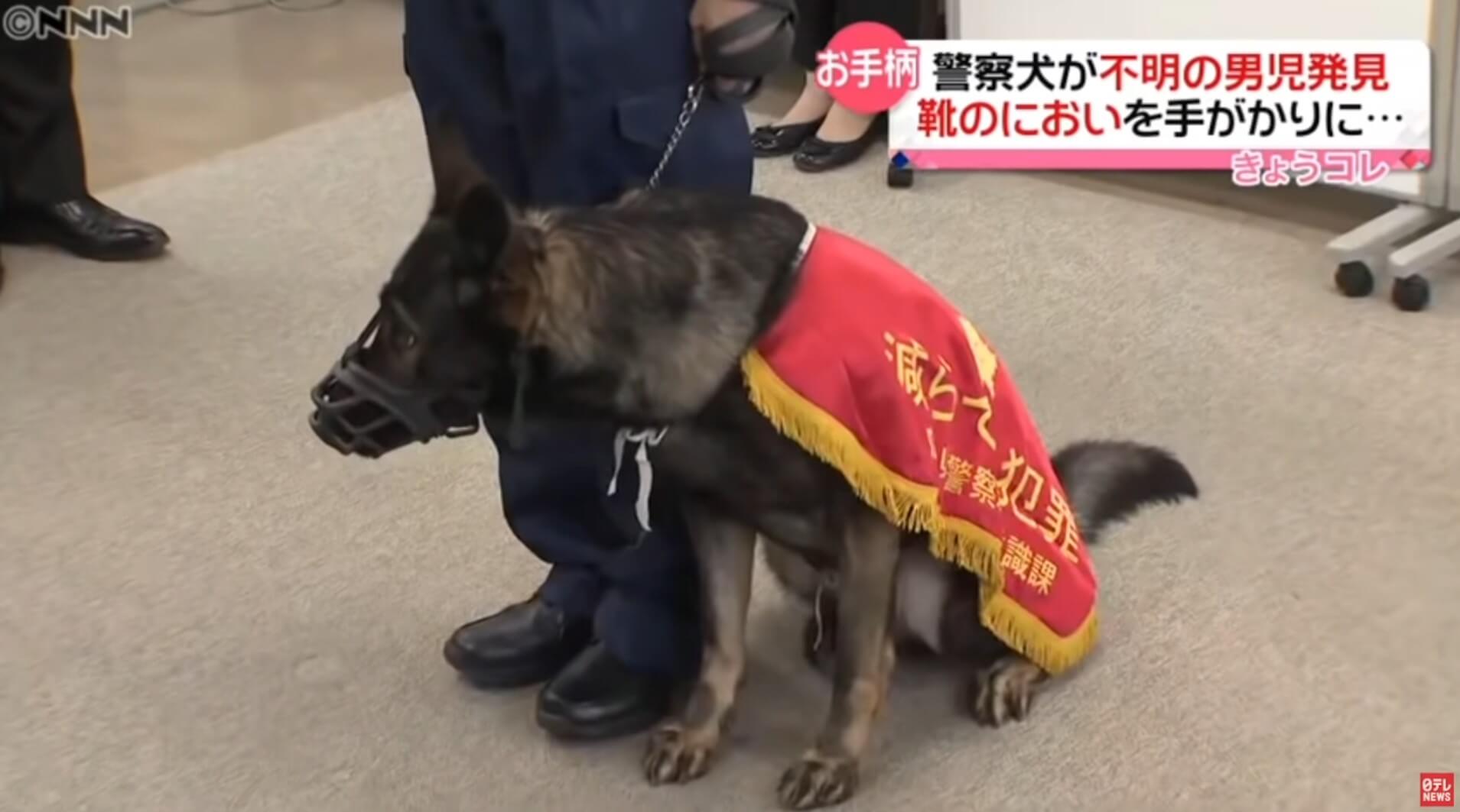 Cão policial salva criança e recebe prêmio em Hiroshima