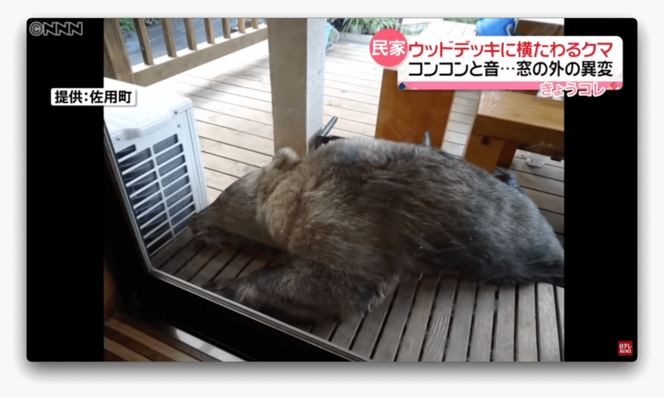Urso aparece deitado na varanda de uma casa no Japão