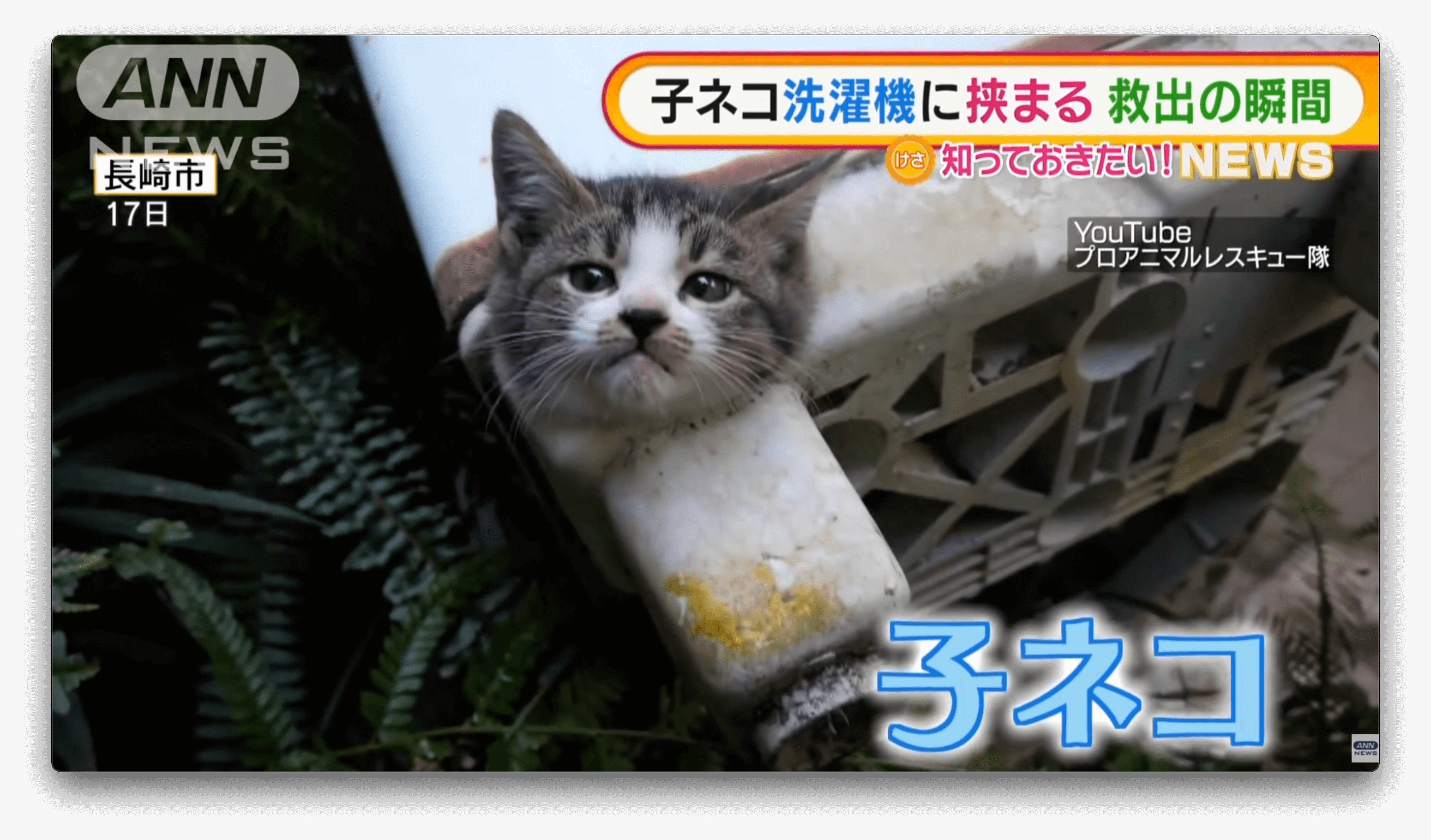 Grupo resgata gatinho, preso em máquina de lavar descartada inadequadamente no Japão
