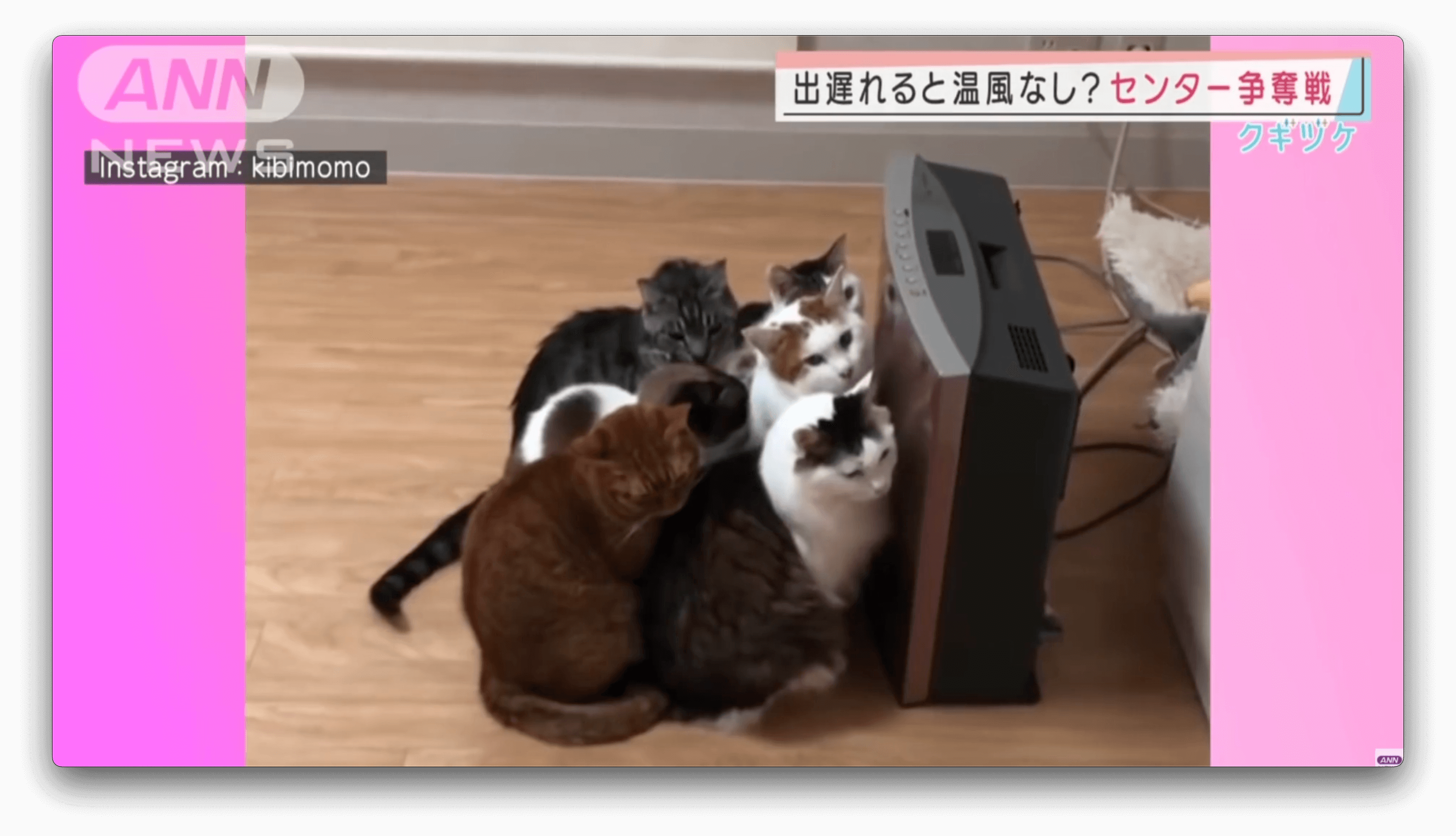 Quando esfria no Japão, gatos fazem fila na frente de aquecedor