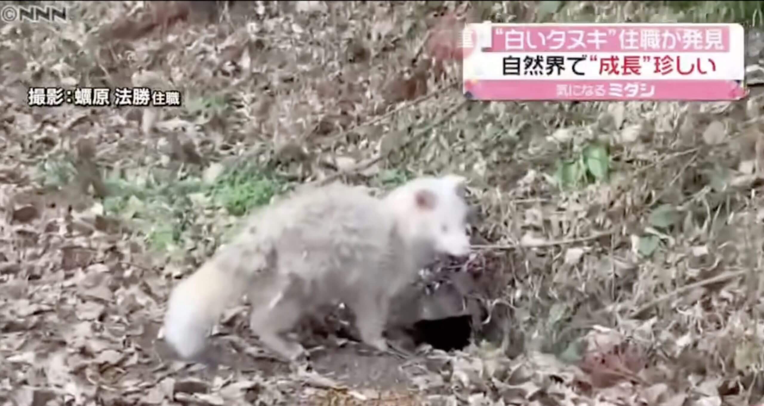 Tanuki