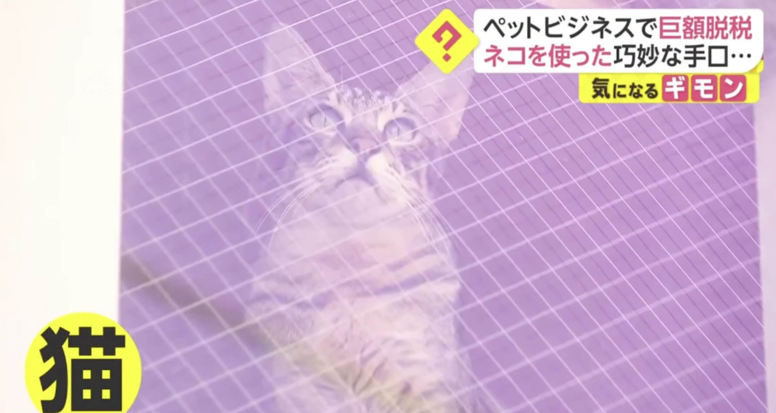gato