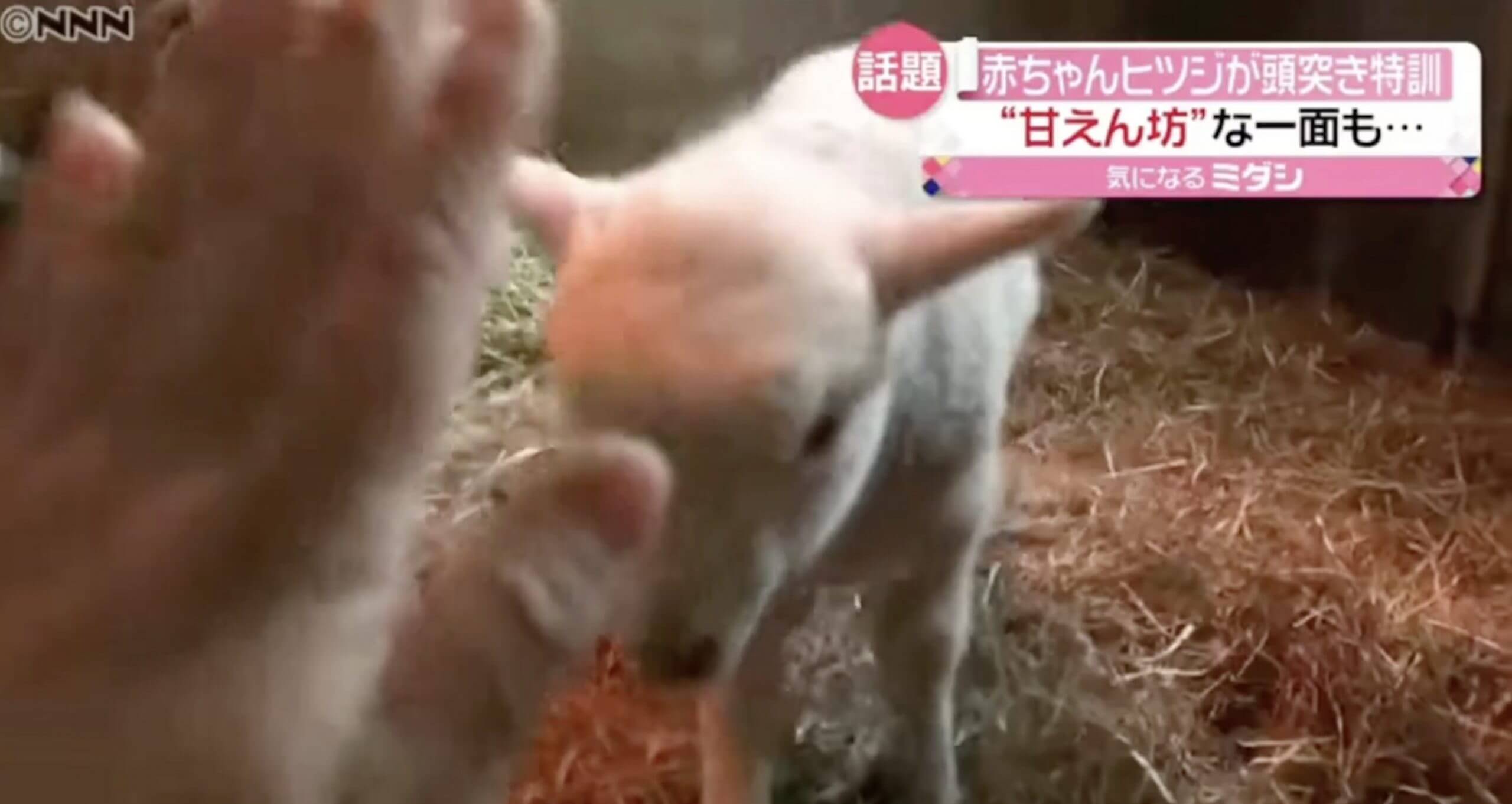 Treinamento especial de “cabeçada” de bebê ovelha se torna viral no Japão