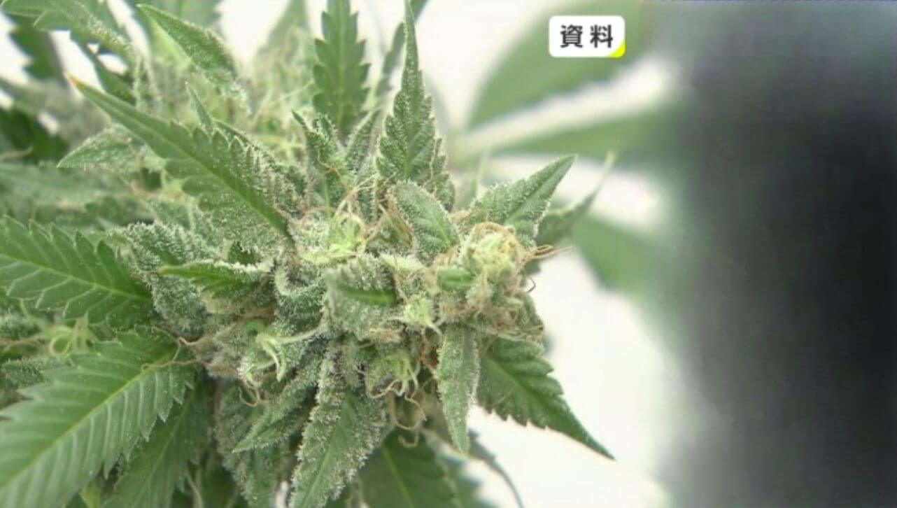 Ano de 2021 registra o maior índice de prisões por porte de cannabis de todos os tempos no Japão 