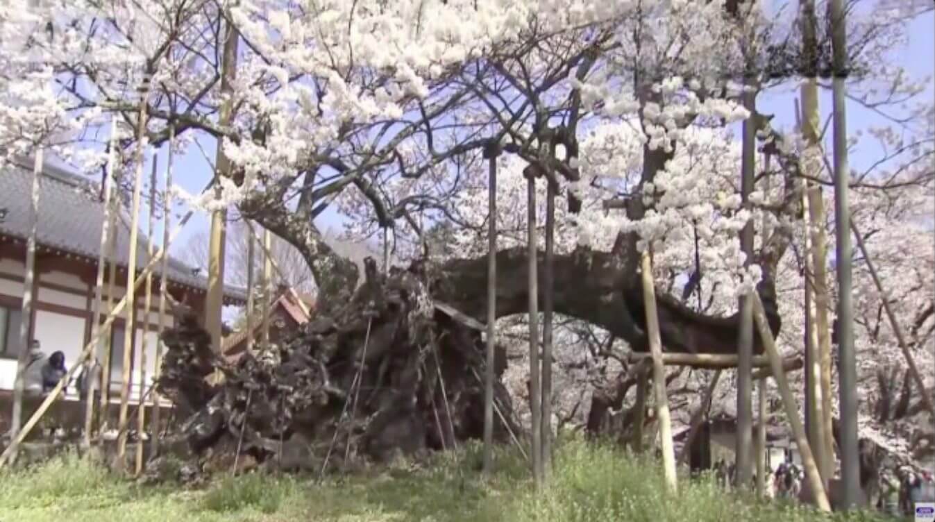 Jindai Zakura, a sakura de 2000 anos, atinge plena floração no Japão 