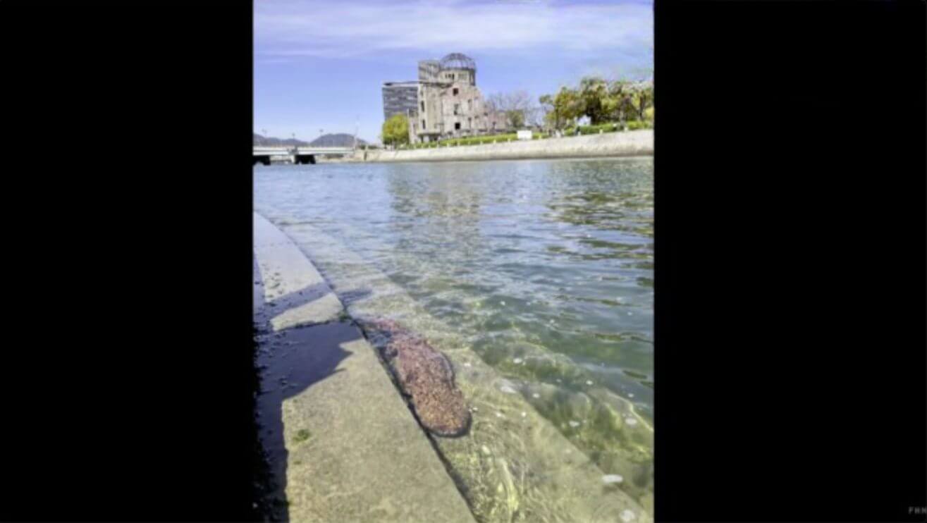 Salamandra gigante aparece em frente a Cúpula da Bomba Atômica no Japão