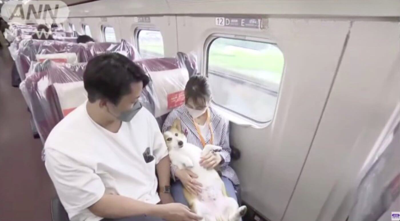 Trem-bala do Japão testa novo sistema de transporte de animais de estimação, sem o uso de gaiolas 
