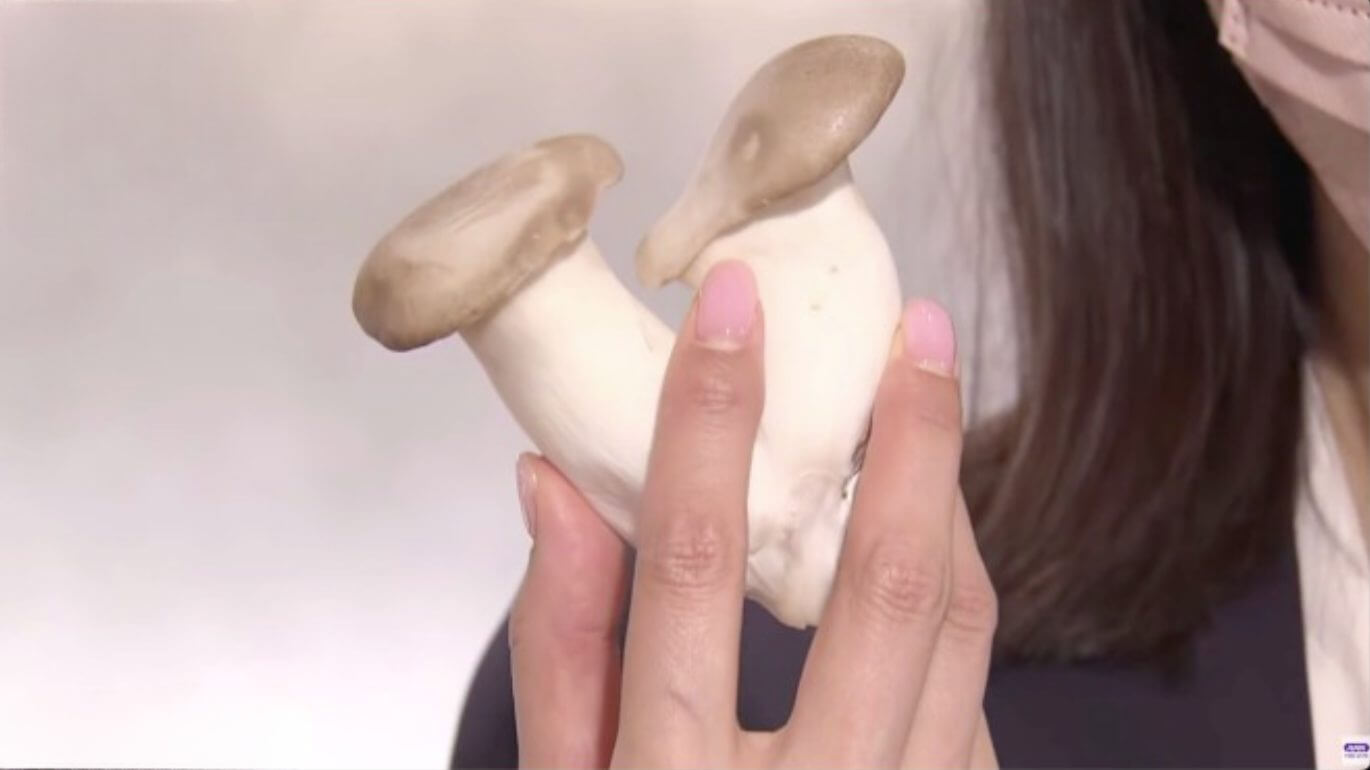 Bolsas e carteiras, feitas de couro de cogumelos, devem começar a ser produzidas no Japão
