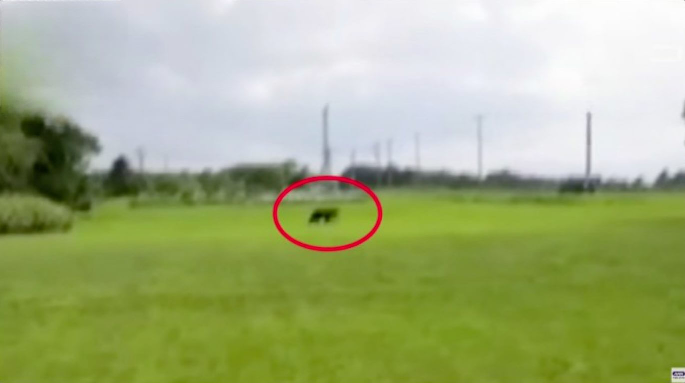Urso é avistado em campo de golfe no norte do Japão