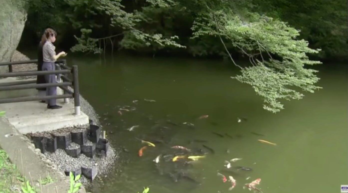 Lago de carpas em templo japonês abriga peixes com aparências mais curiosas do mundo