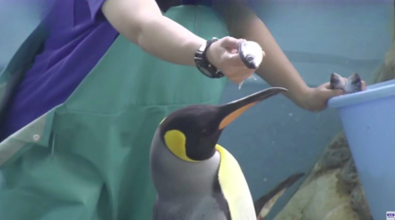 Pinguins de aquário no Japão rejeitam comida mais barata 