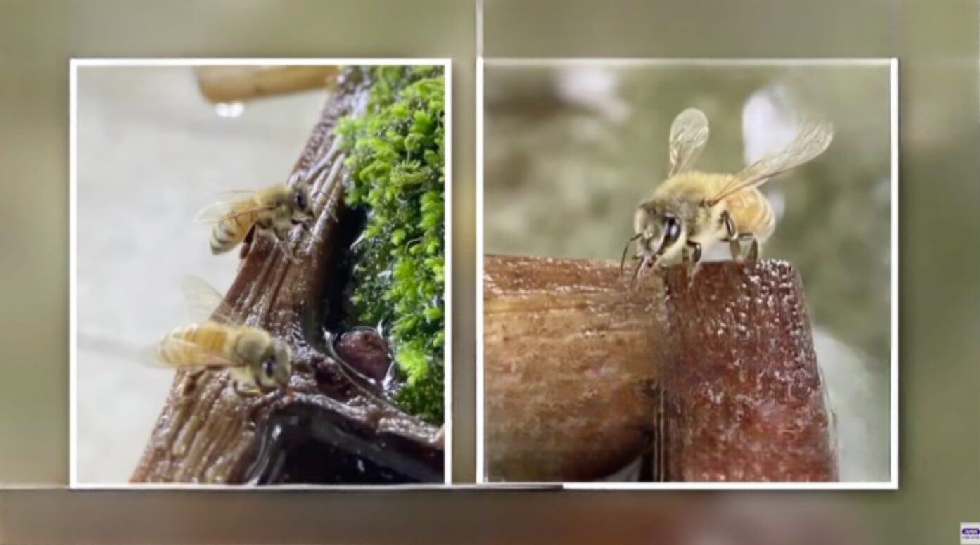 Santuário japonês possui o mais gentil bebedouro para abelhas do mundo 