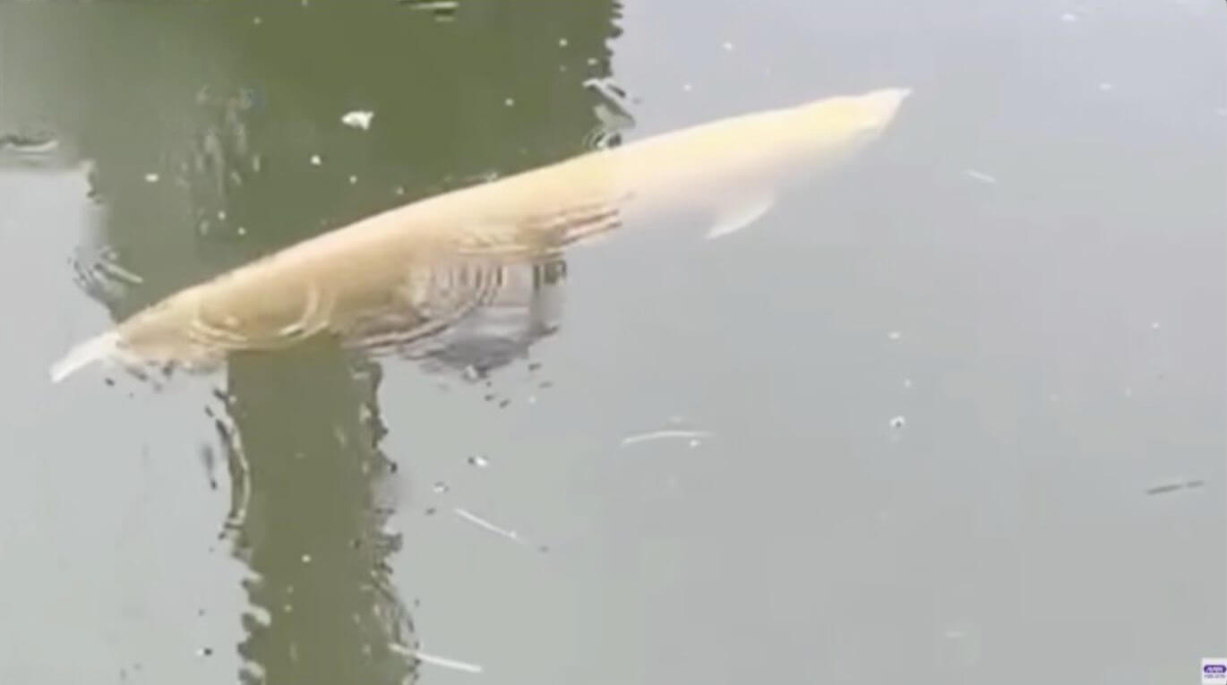 Aruanã prateado aparece no canal de irrigação de arrozal no Japão