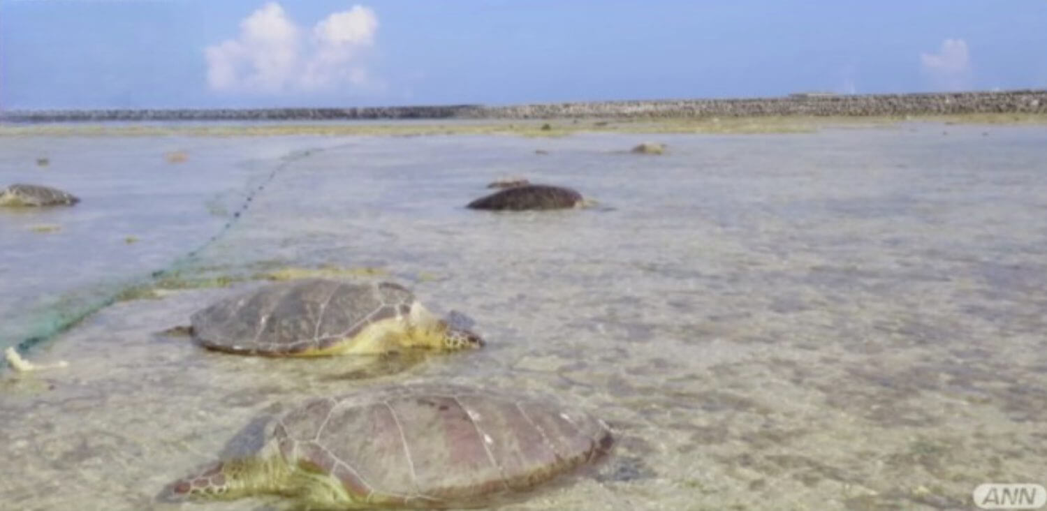 Mais de 30 tartarugas marinhas são encontradas esfaqueadas no sul do Japão