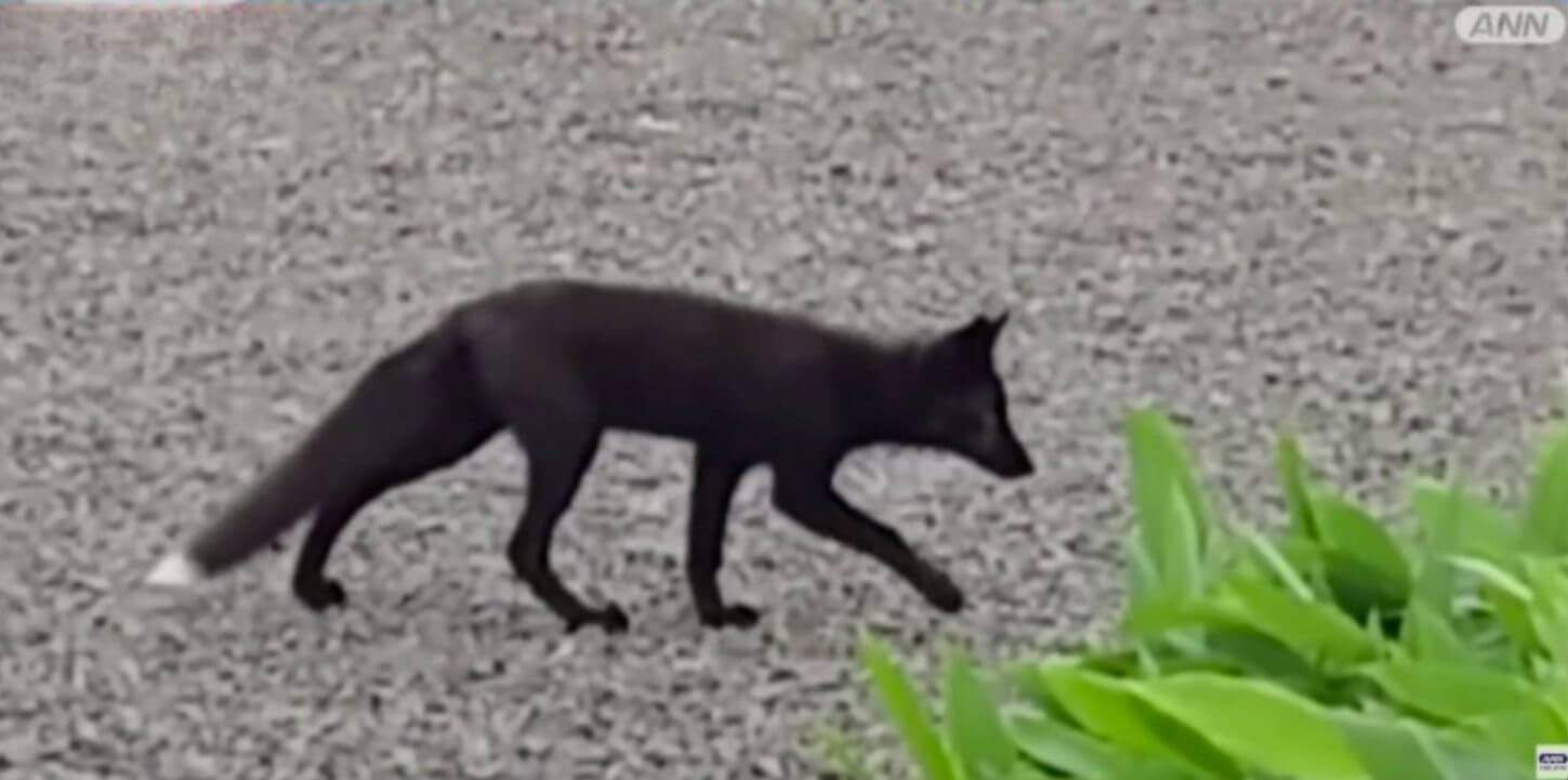Raposa de coloração muito rara é avistada no norte do Japão