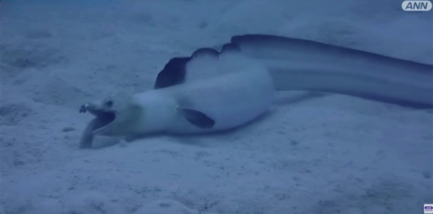 Cobra marinha demonstra técnica impressionante de caça, captada em vídeo pela primeira vez