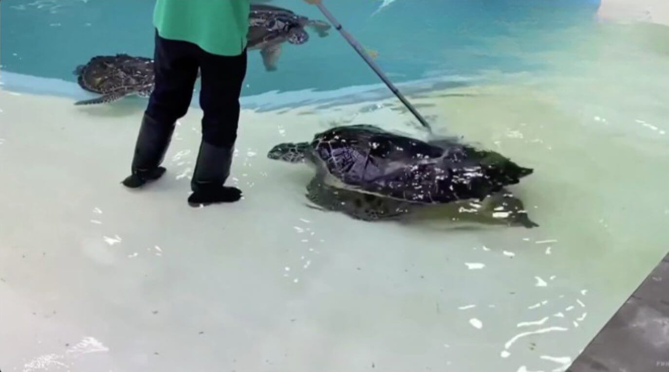 Tartaruga marinha pede para ser escovada em aquário do Japão