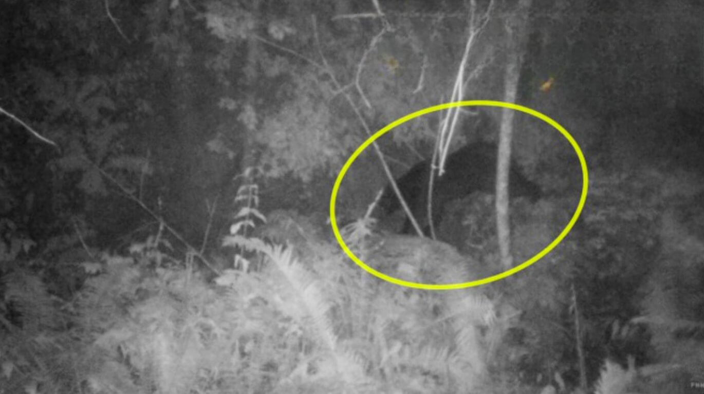 Urso-pardo gigante, que já atacou mais de 60 vacas, está sendo caçado no norte do Japão