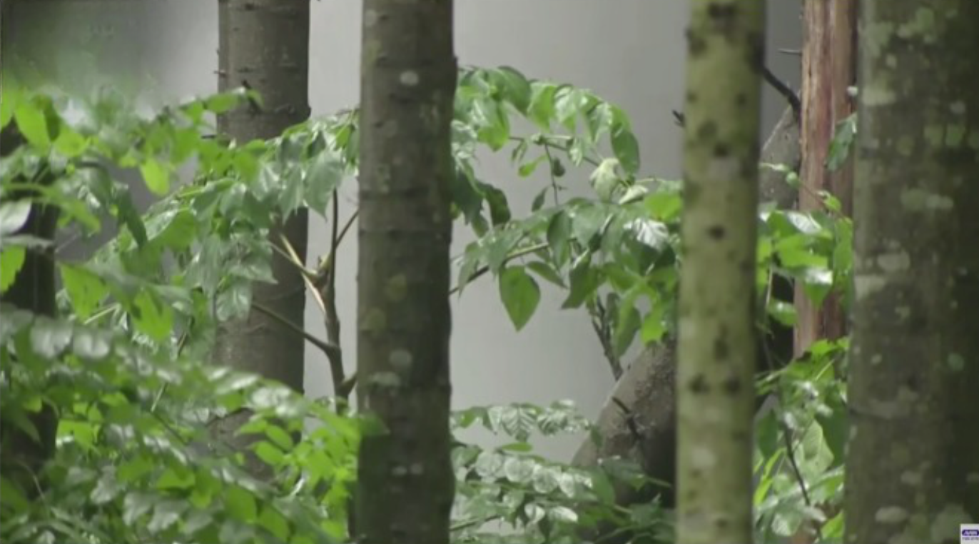Coluna de água surge dentro de bosque e surpreende moradores do norte do Japão