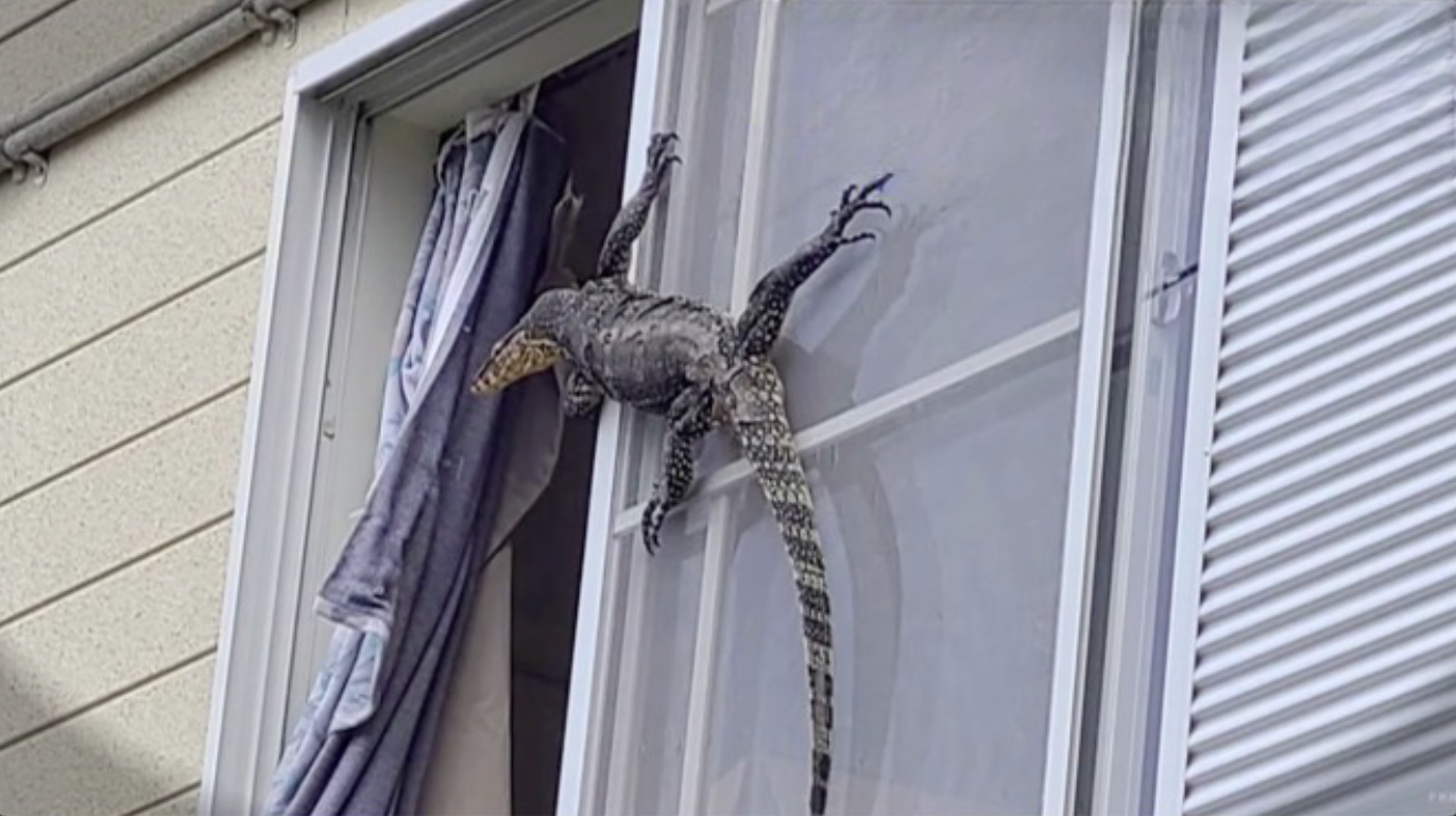 lagarto