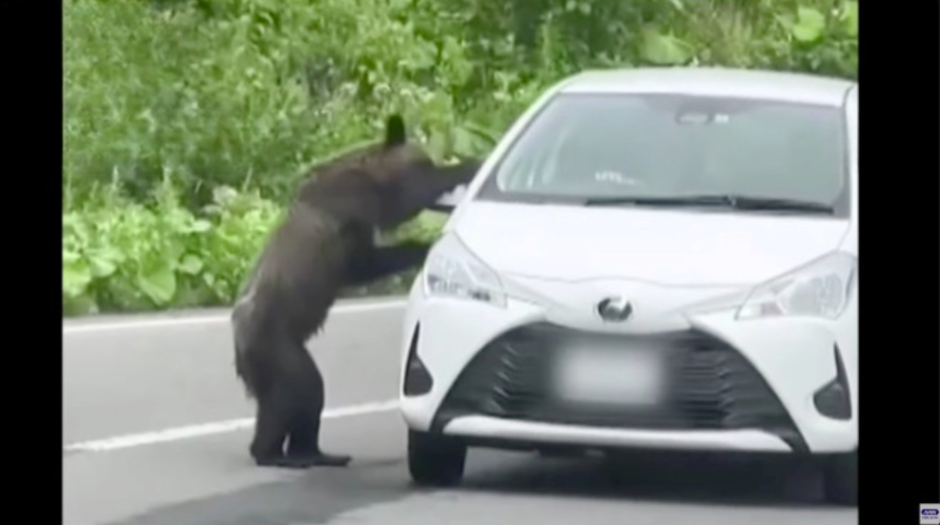 Urso agarra espelho e sacode veículo em estrada do norte do Japão