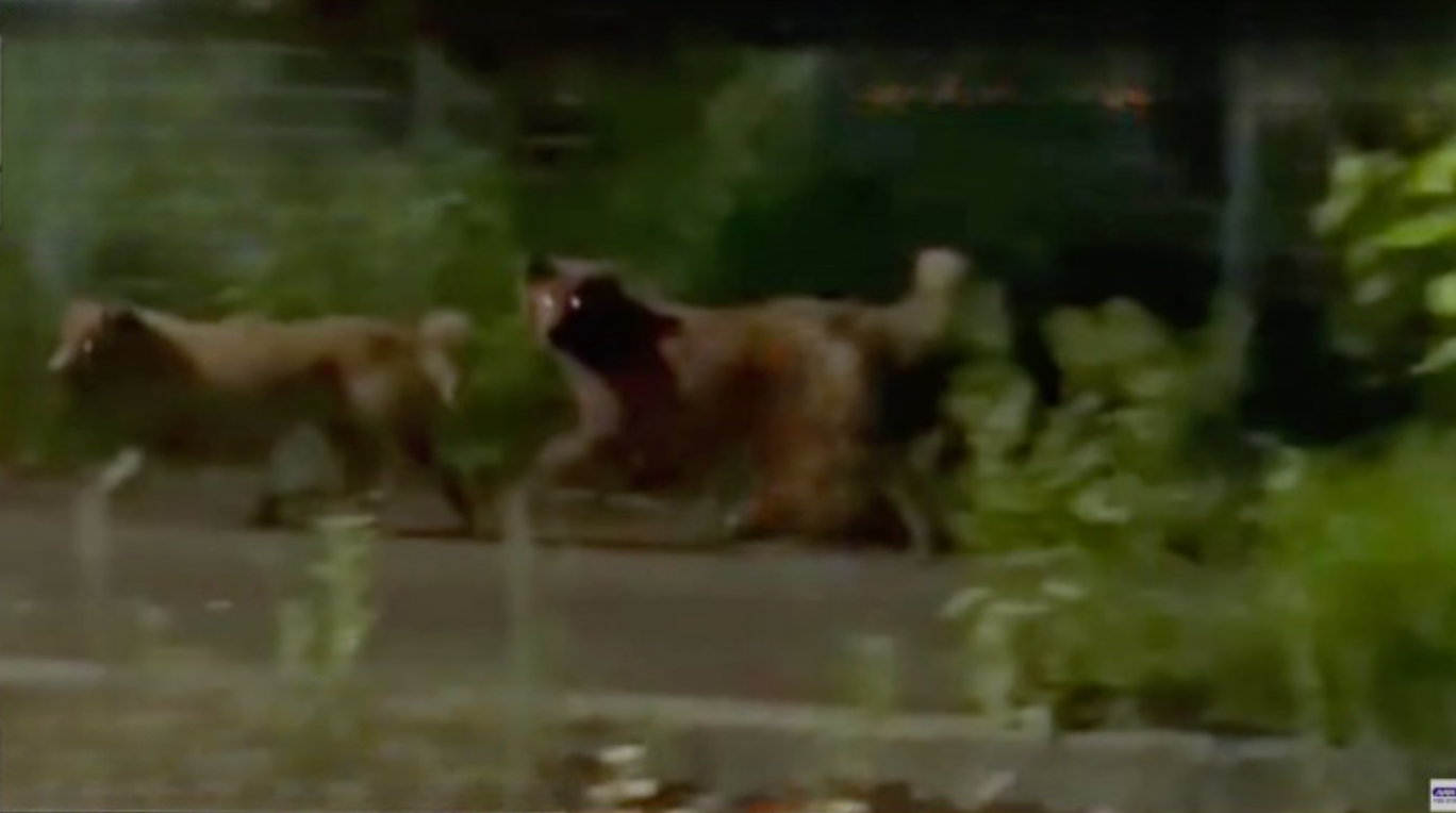 Matilha de cães selvagens causa problemas em cidade do Japão