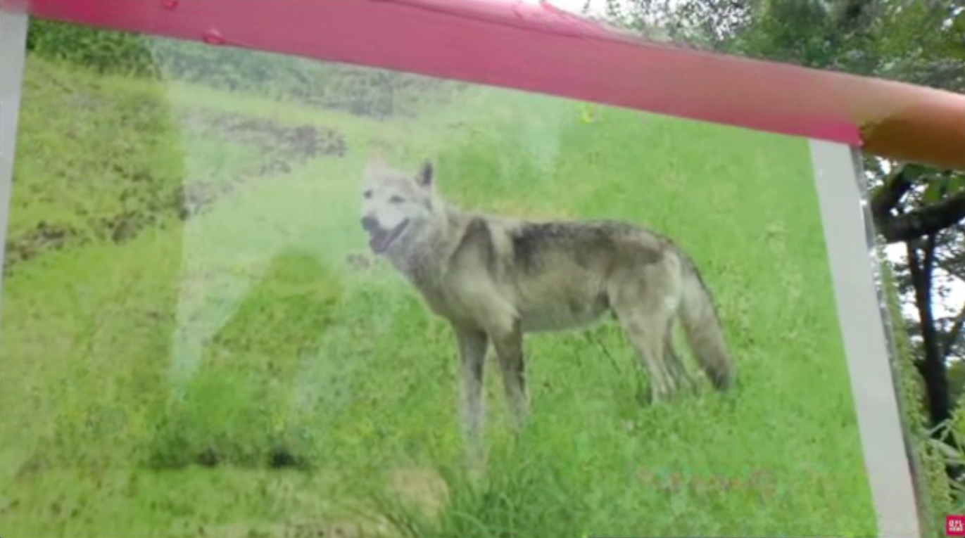 Cão lobo assusta moradores de cidade no Japão