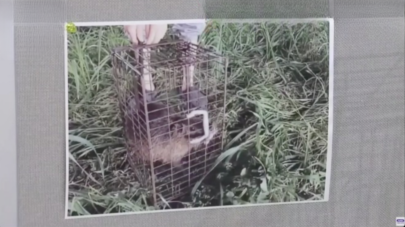 animal