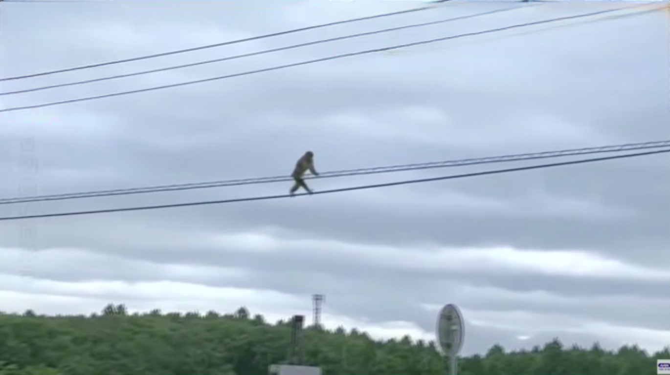 Macaco aparece em vídeo se equilibrando em fios elétricos no Japão 　