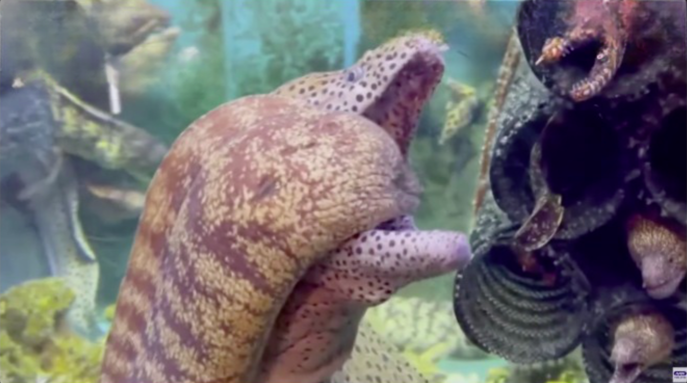 Peixe é flagrado entrando na boca de outro em aquário do Japão 