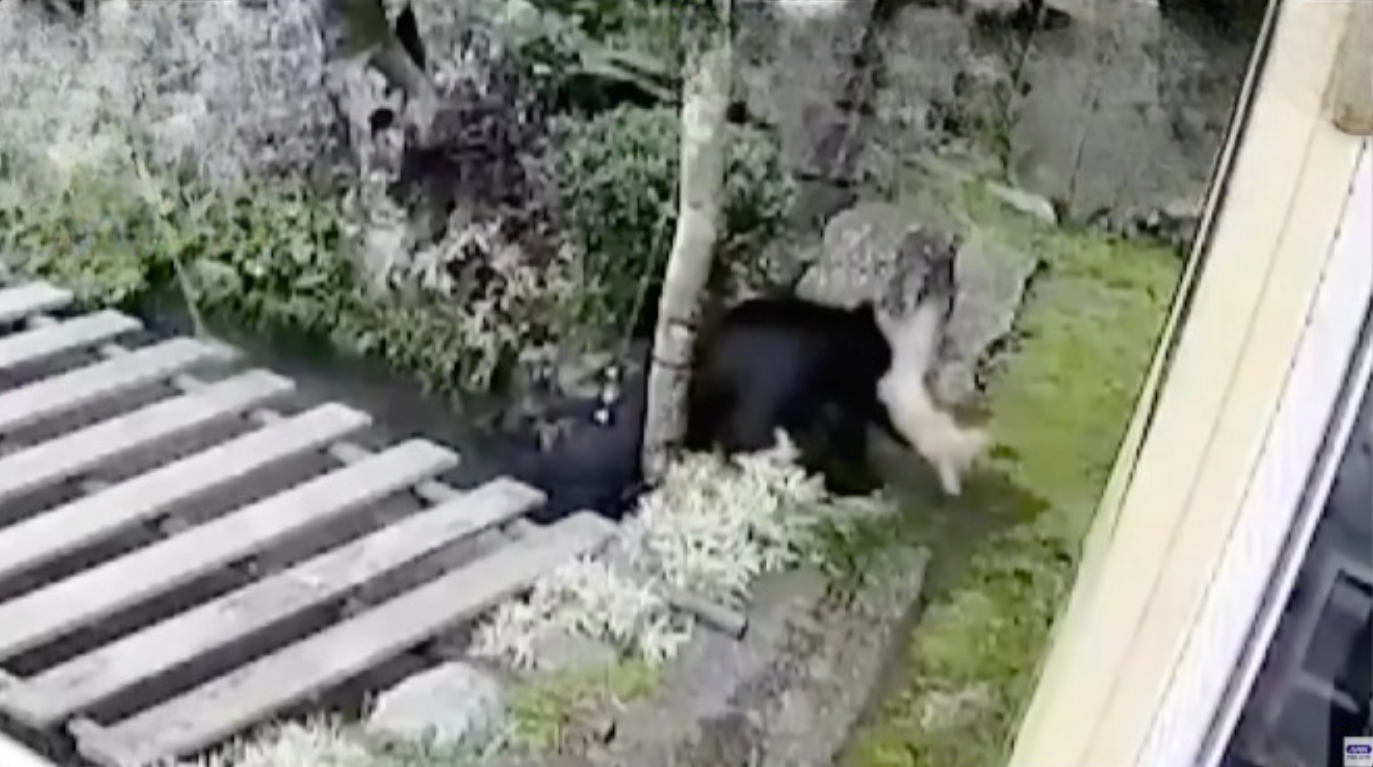 Urso causa 500 mil ienes de prejuízo a criador de carpas no Japão 