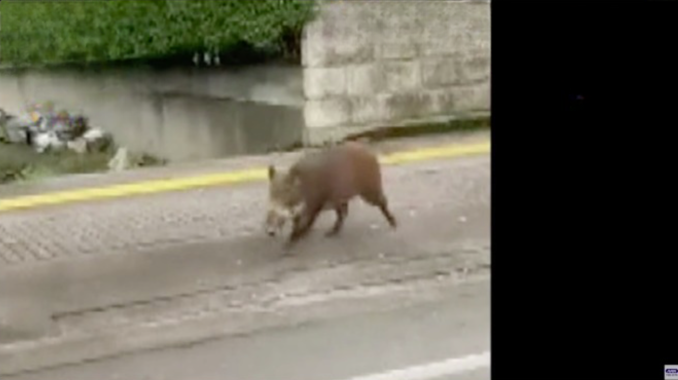 Javali é avistado durante o dia em área residencial do Japão  