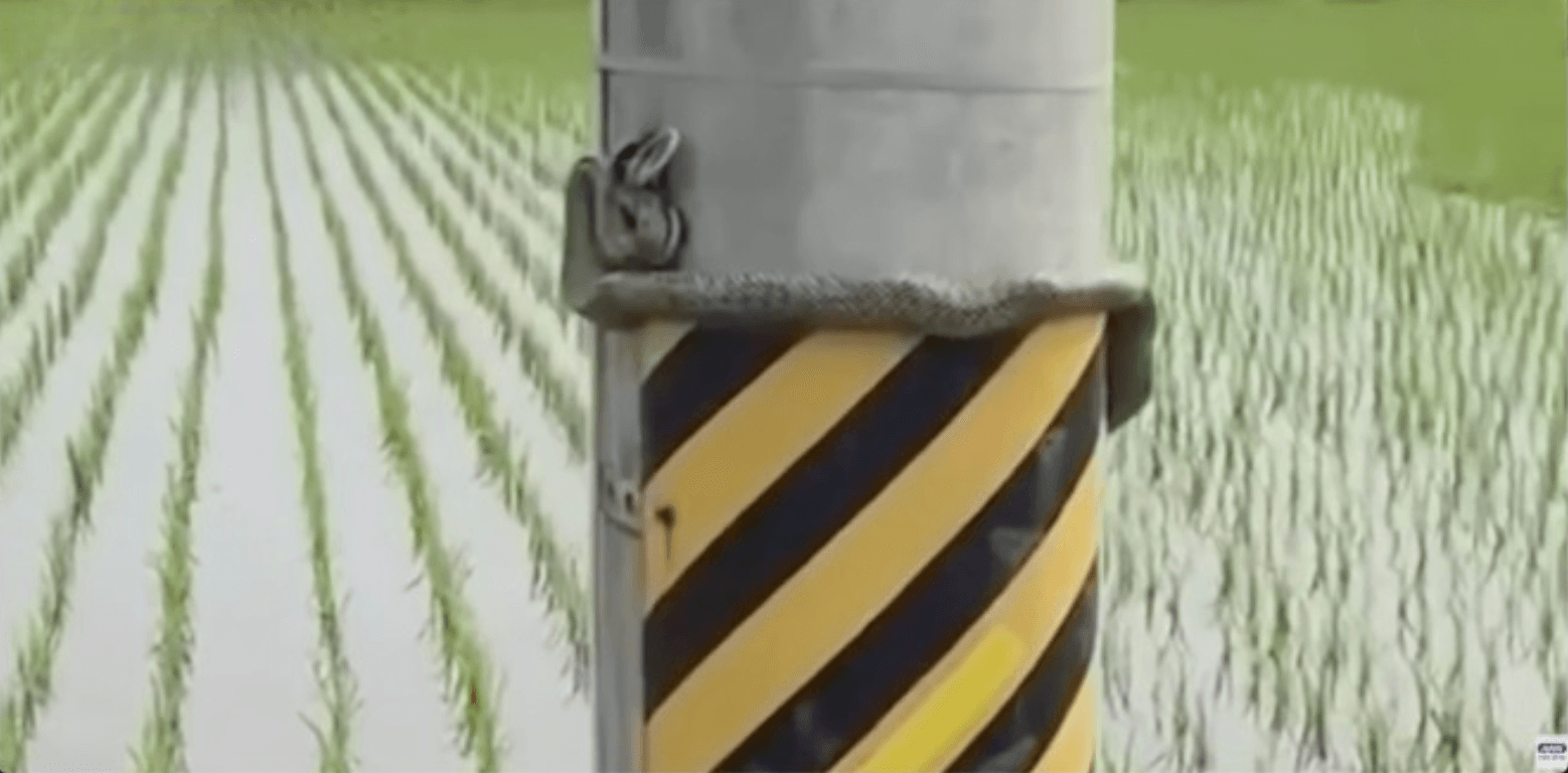 Vídeo com cobra ameaçando bote, mostra os perigos das plantações de arroz no Japão 