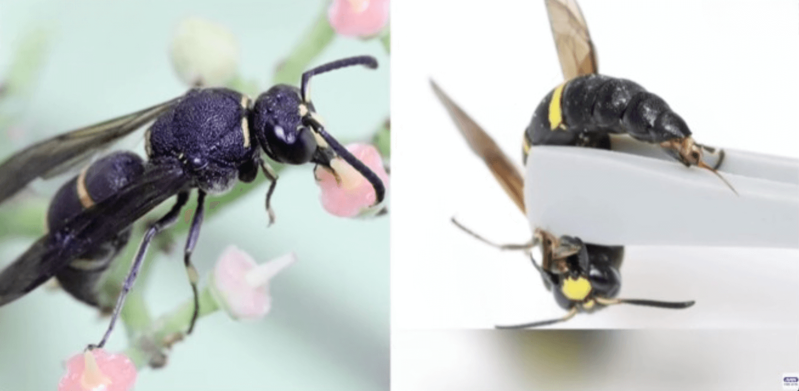 Pesquisadores japoneses descobrem que vespas macho também picam