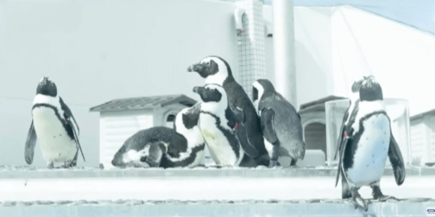 Gripe aviária gera troca de pinguins em aquário no Japão