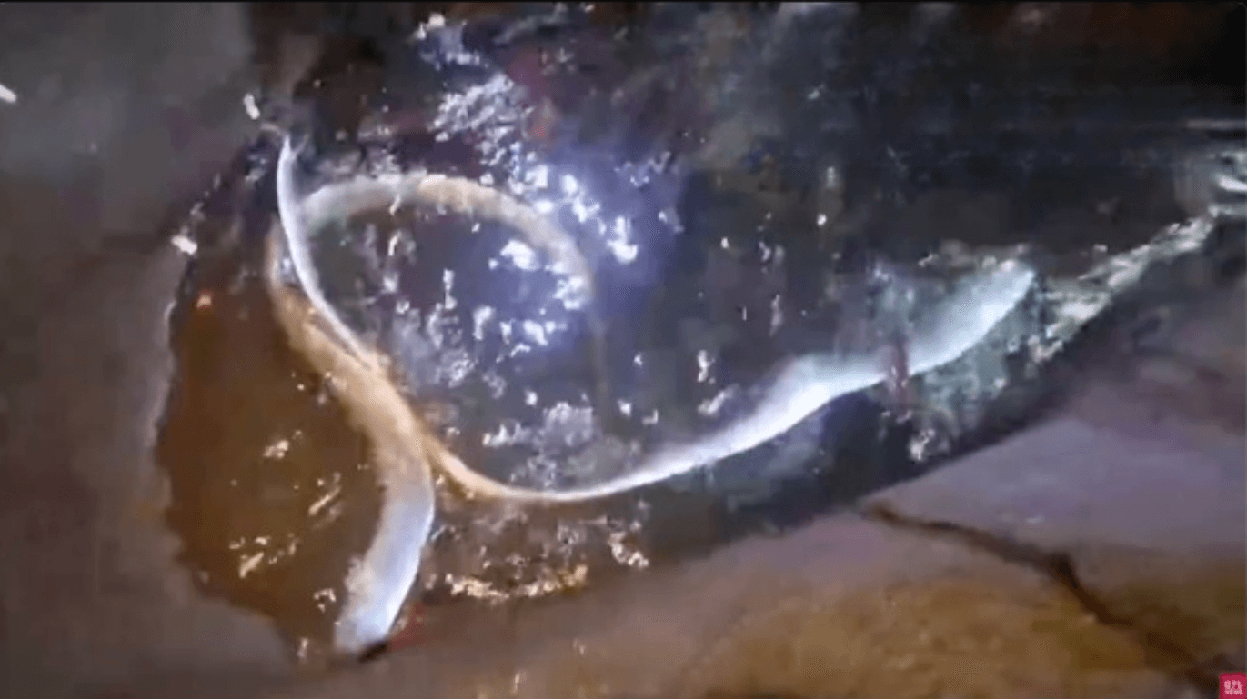 Peixes Remo aparecem em rede no Japão 