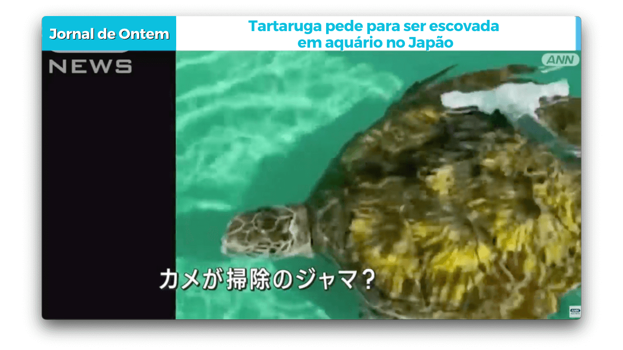 Tartaruga pede para ser escovada em aquário no Japão 