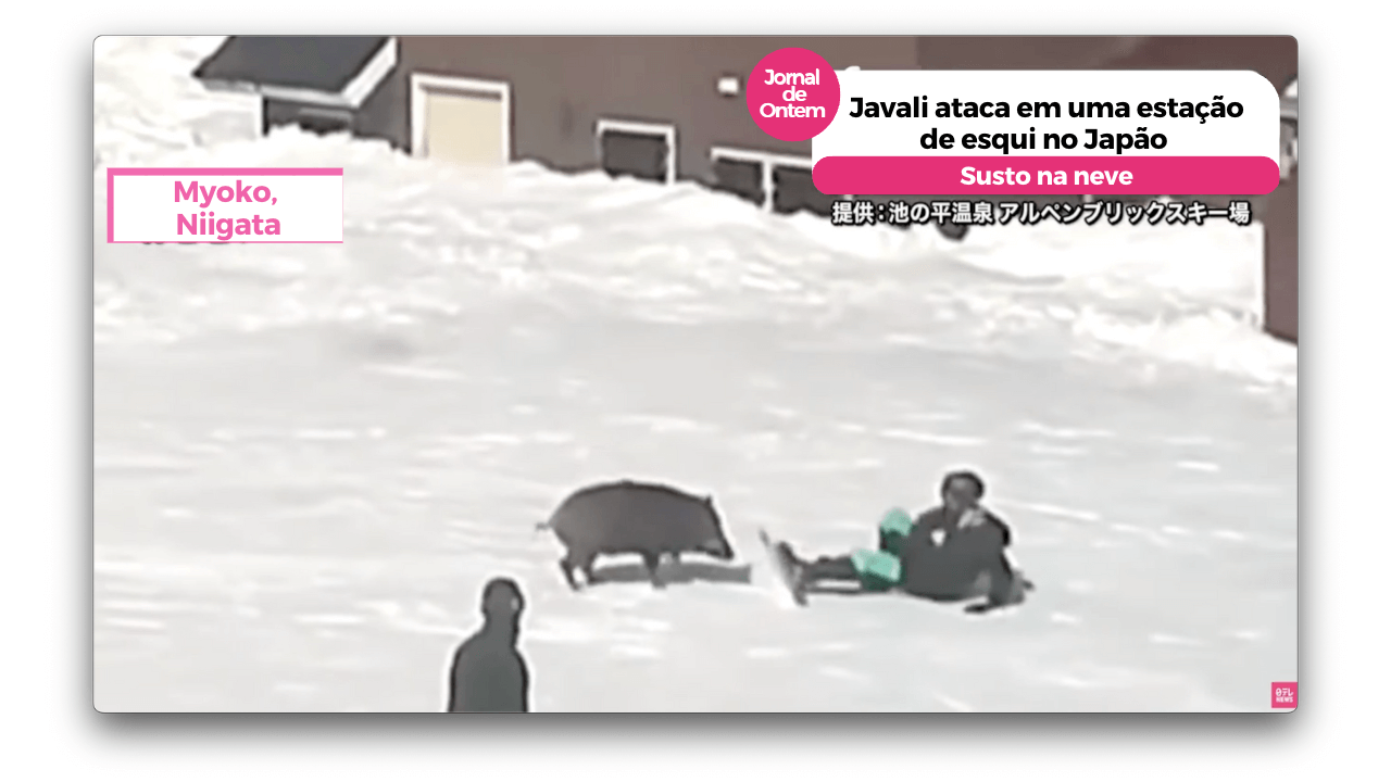 Javali ataca em uma estação de esqui no Japão 