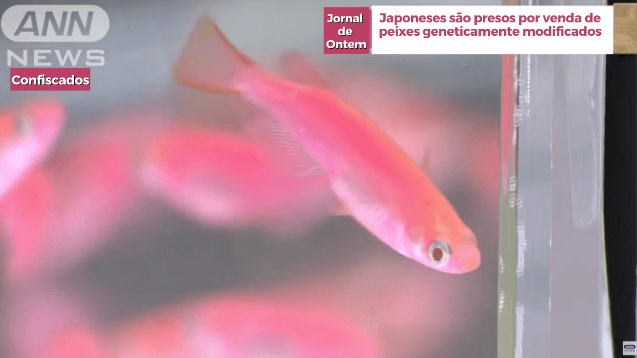 Japoneses são presos por venda de peixes geneticamente modificados