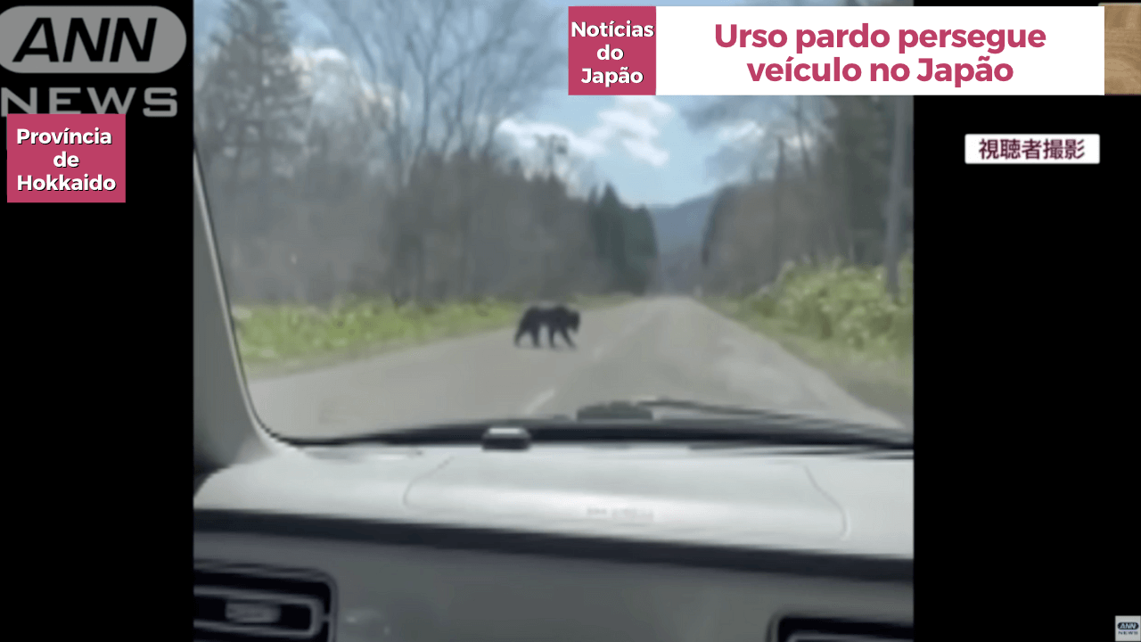 Urso pardo persegue veículo no Japão 
