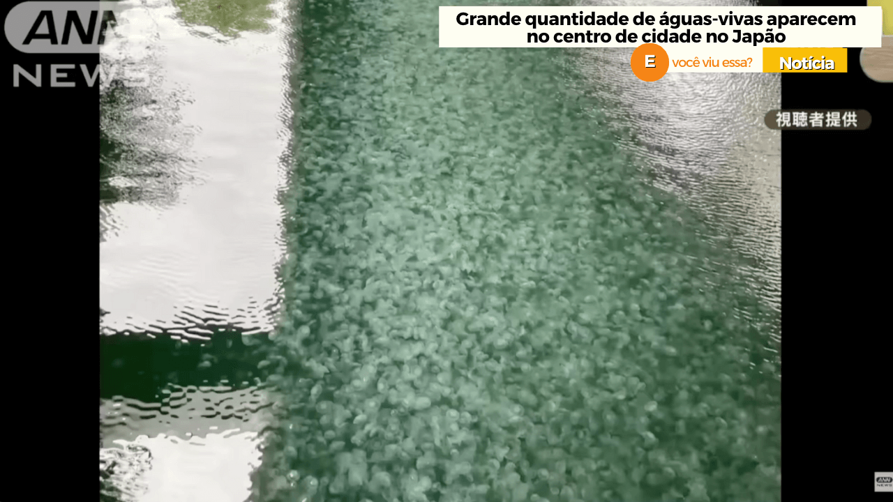 Grande quantidade de águas-vivas aparecem no centro de cidade japonesa
